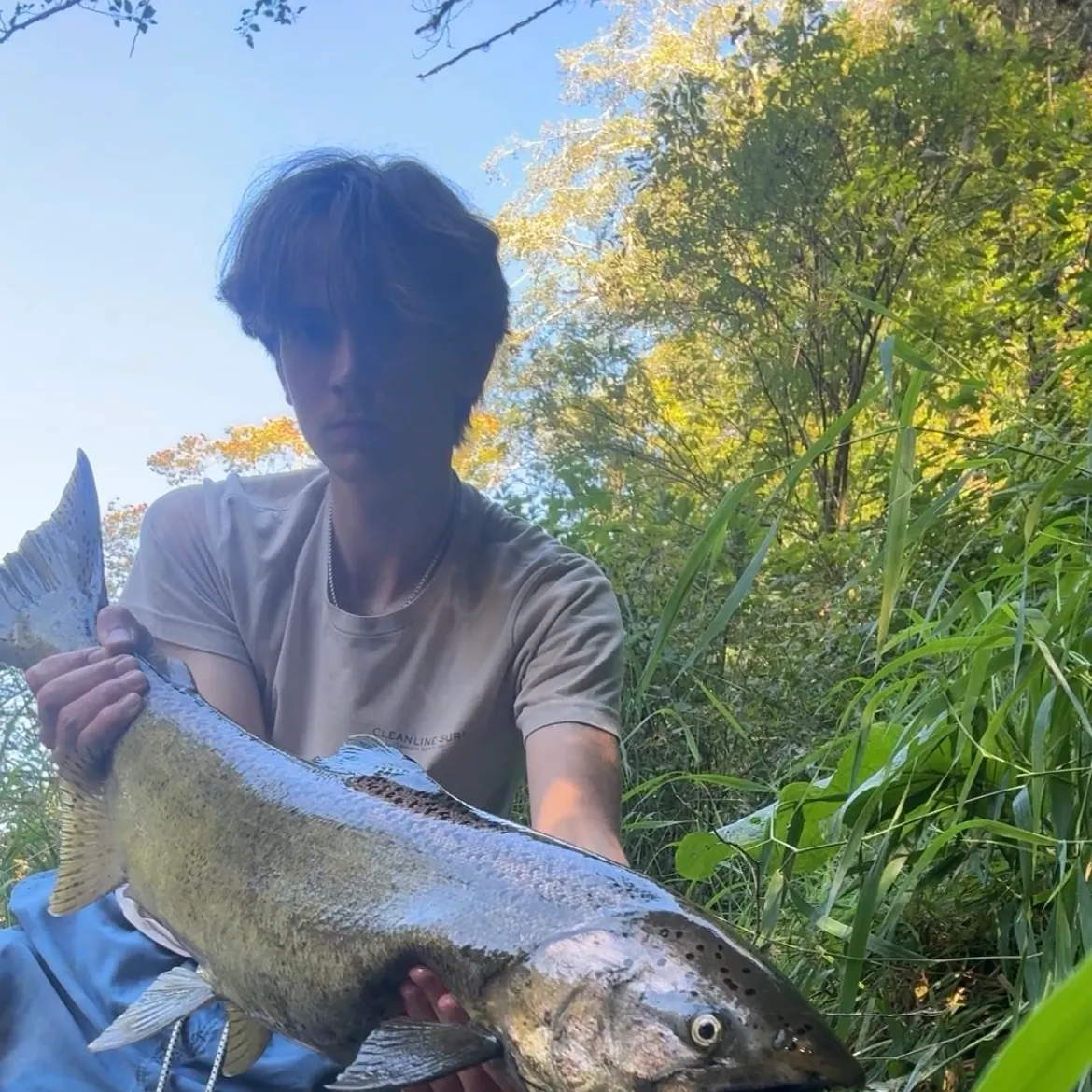 Chinook salmon caught on Fishbrain