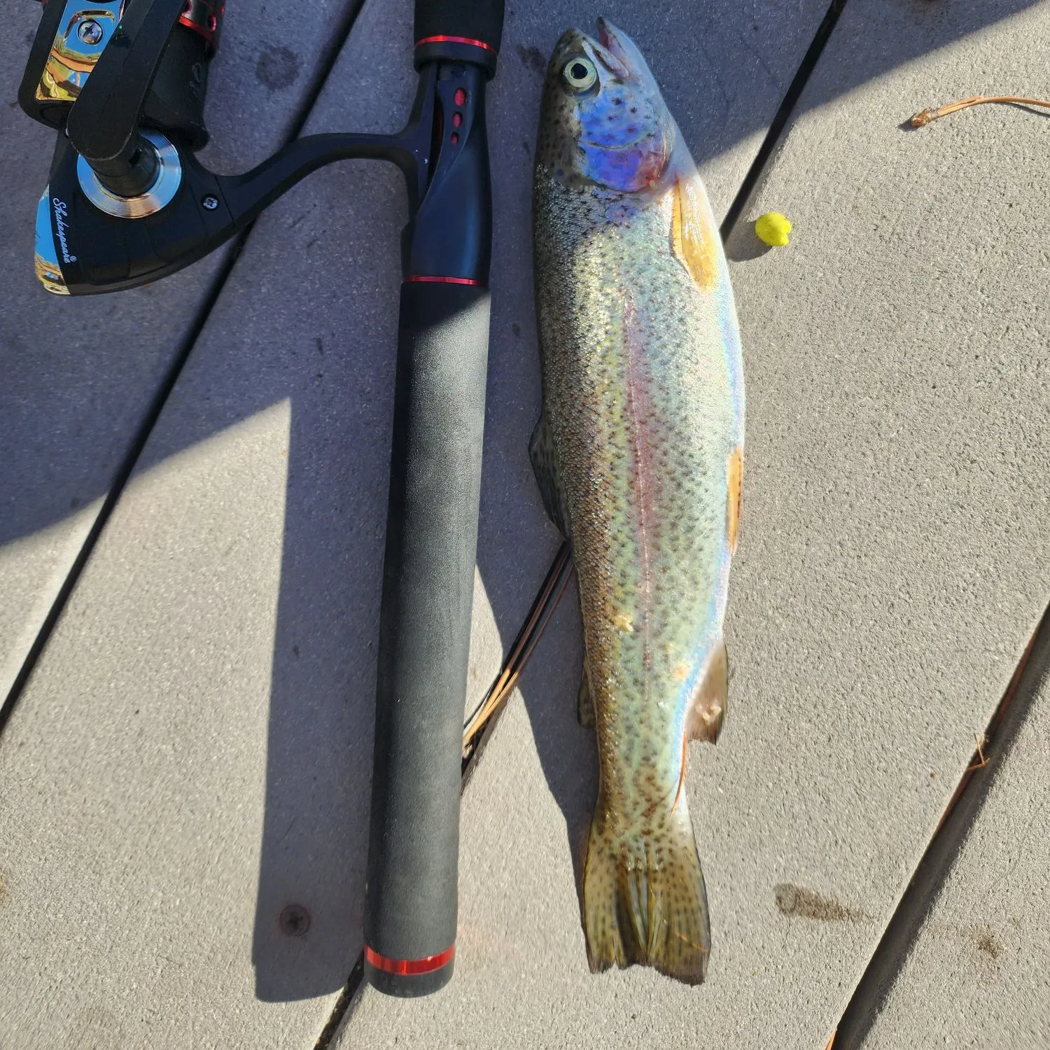 Rainbow trout caught on Fishbrain