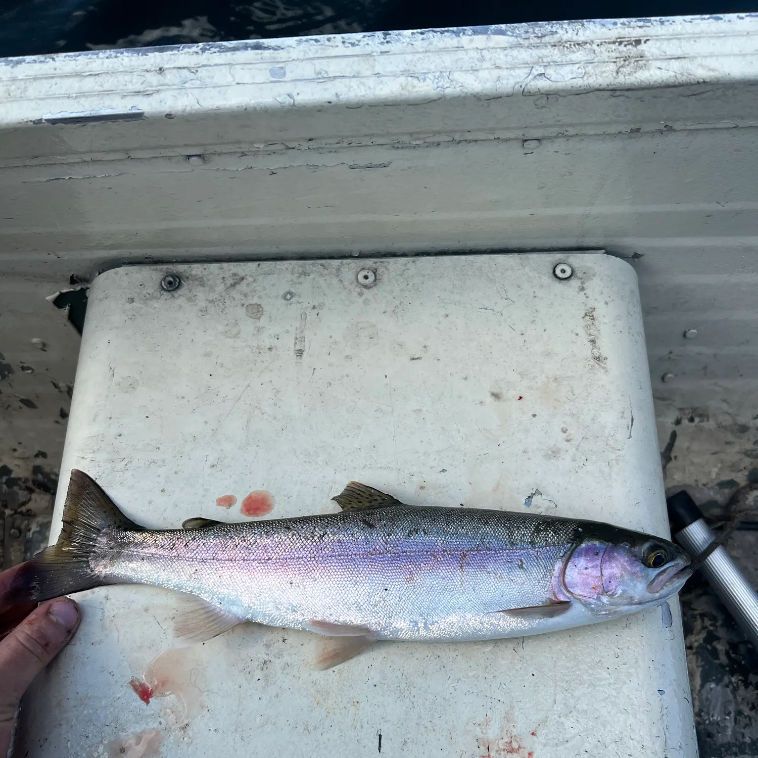 Fish caught on Fishbrain