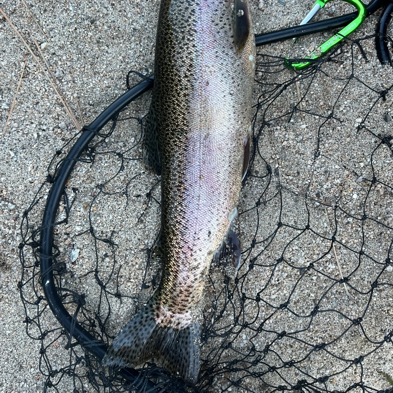 The most recent Kern River Rainbow Trout catches on Fishbrain