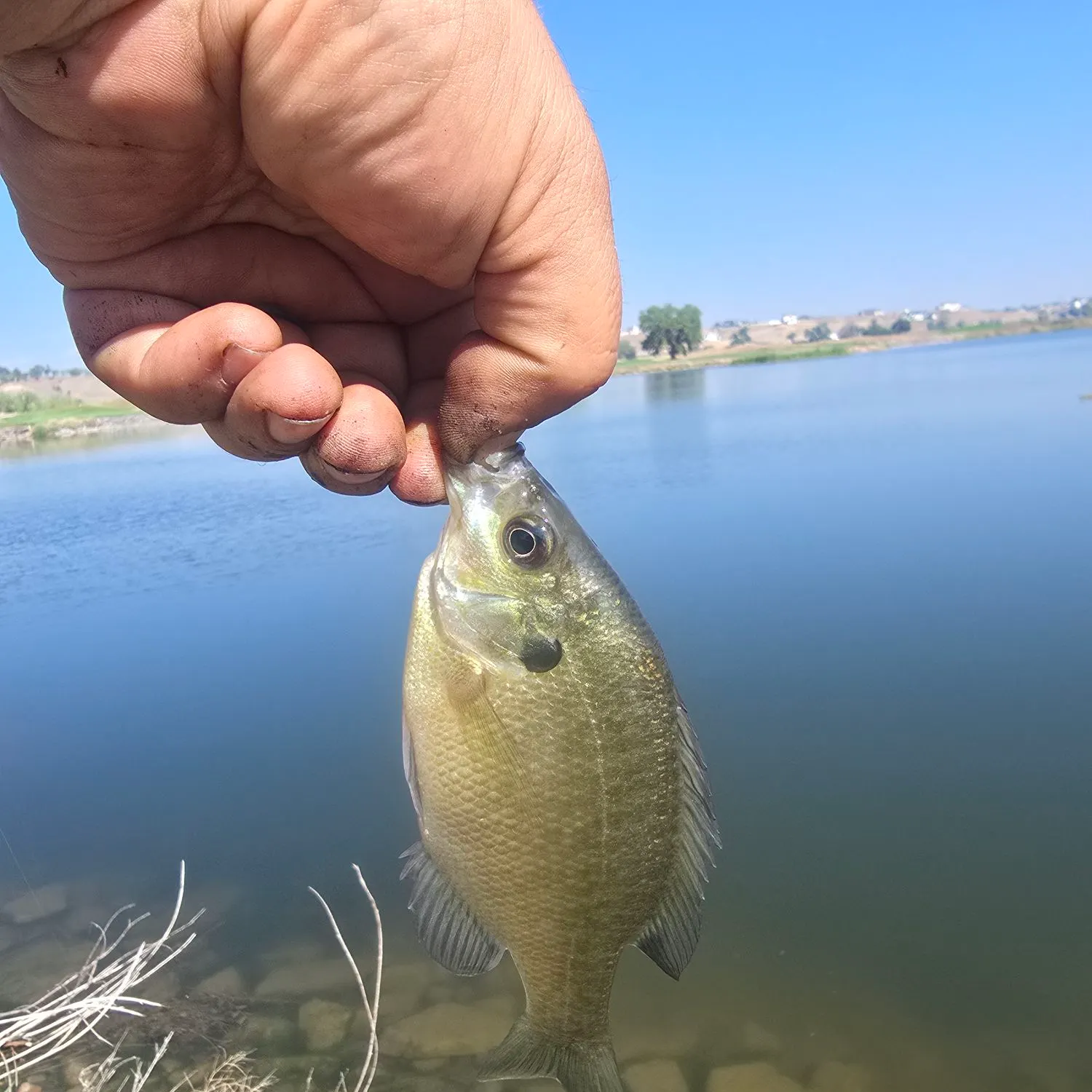 Bluegill caught on Fishbrain