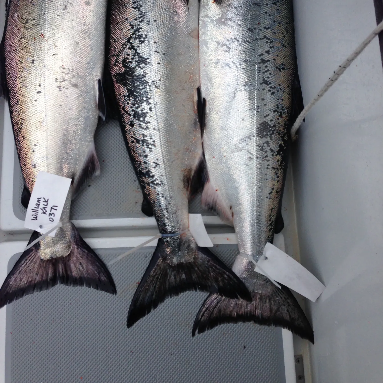 recently logged catches