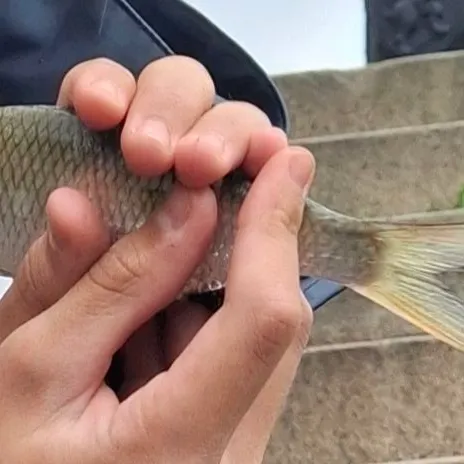 Common roach caught on Fishbrain