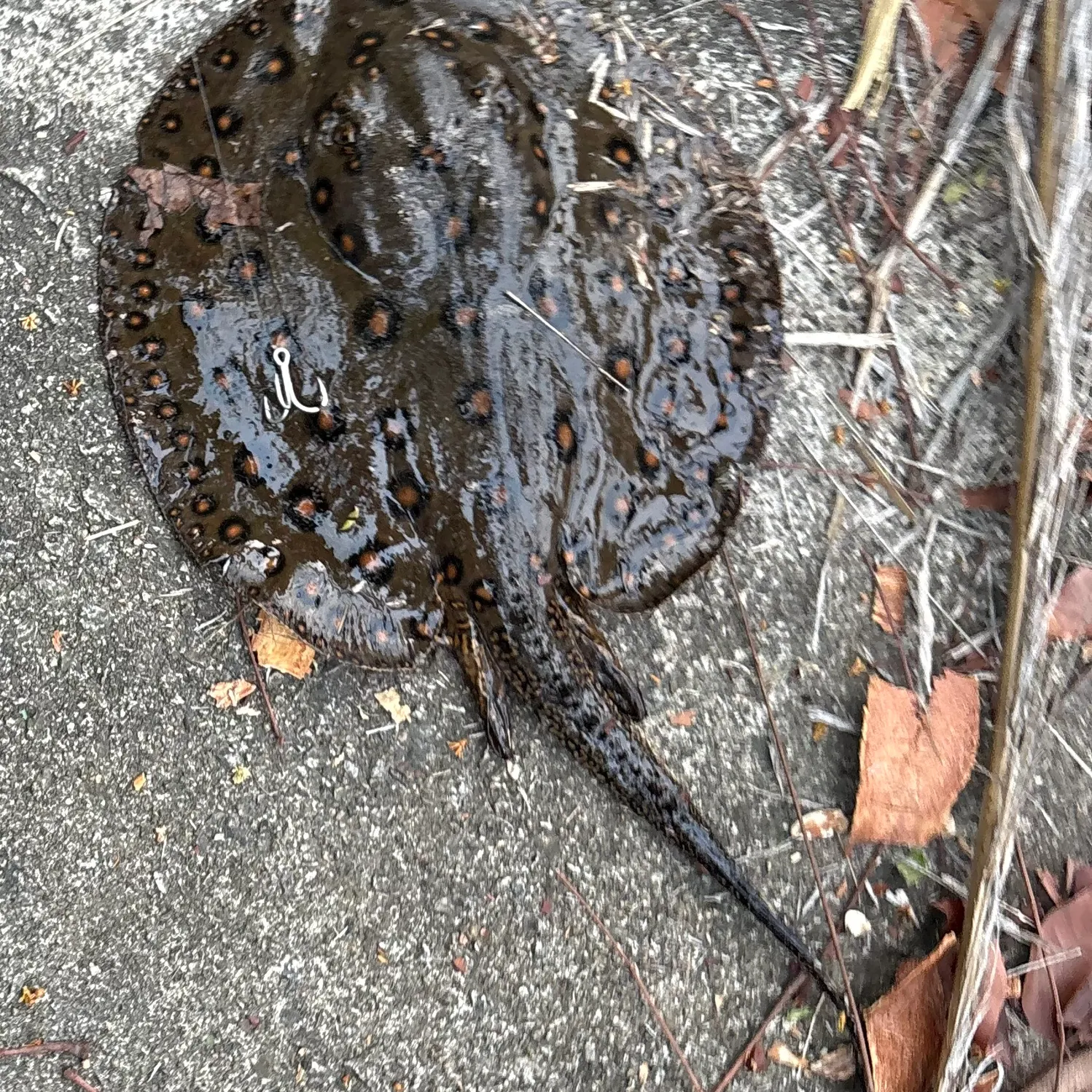 Ocellate river stingray caught on Fishbrain