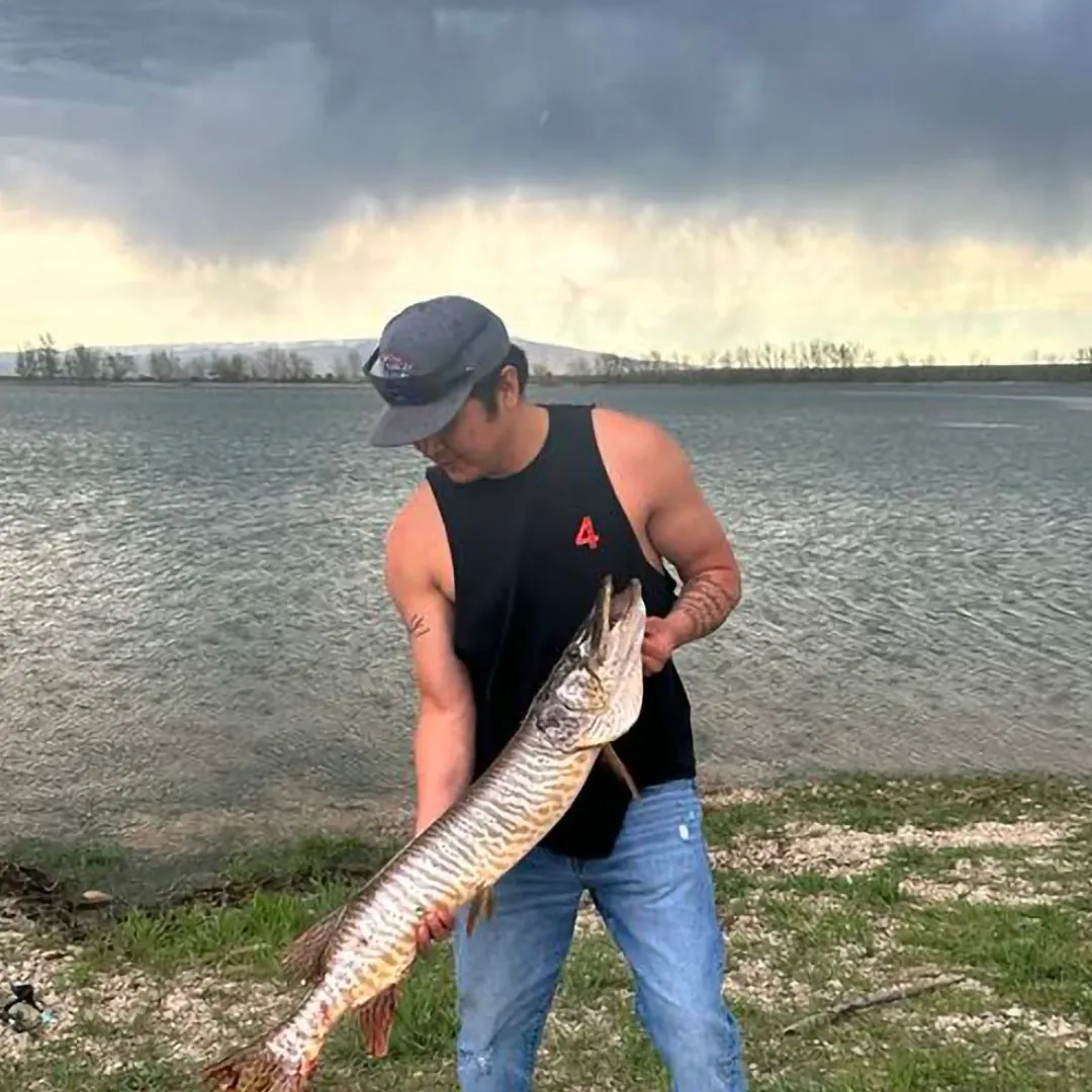 The most recent Tiger muskellunge catches on Fishbrain
