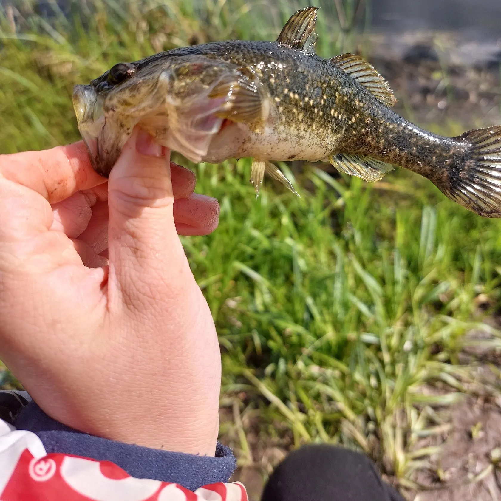 The most recent Round goby catches on Fishbrain