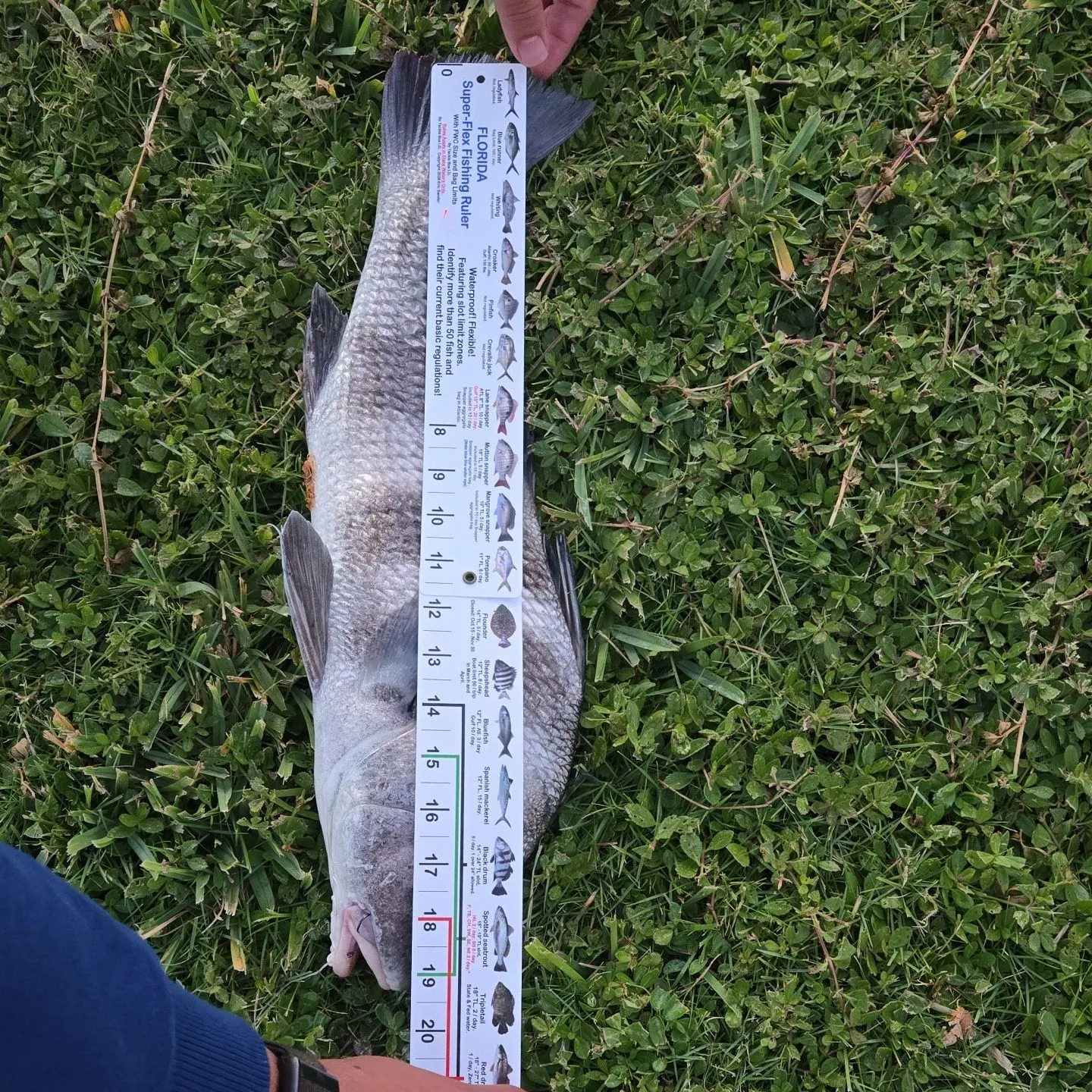Black drum caught on Fishbrain
