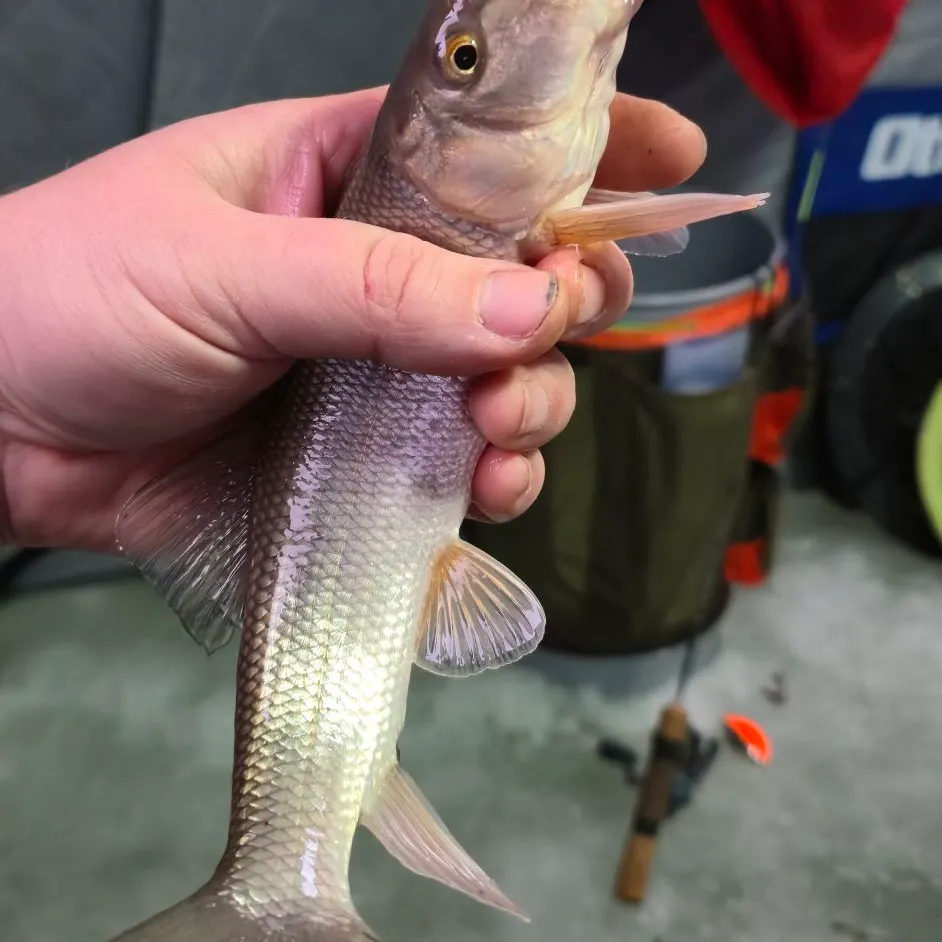 The most recent White sucker catches on Fishbrain