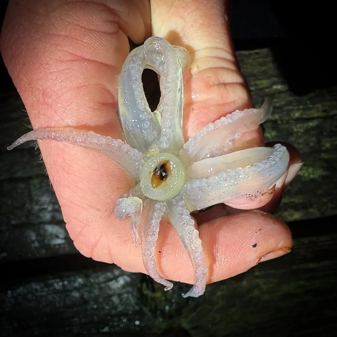 The most recent Gould's squid catches on Fishbrain