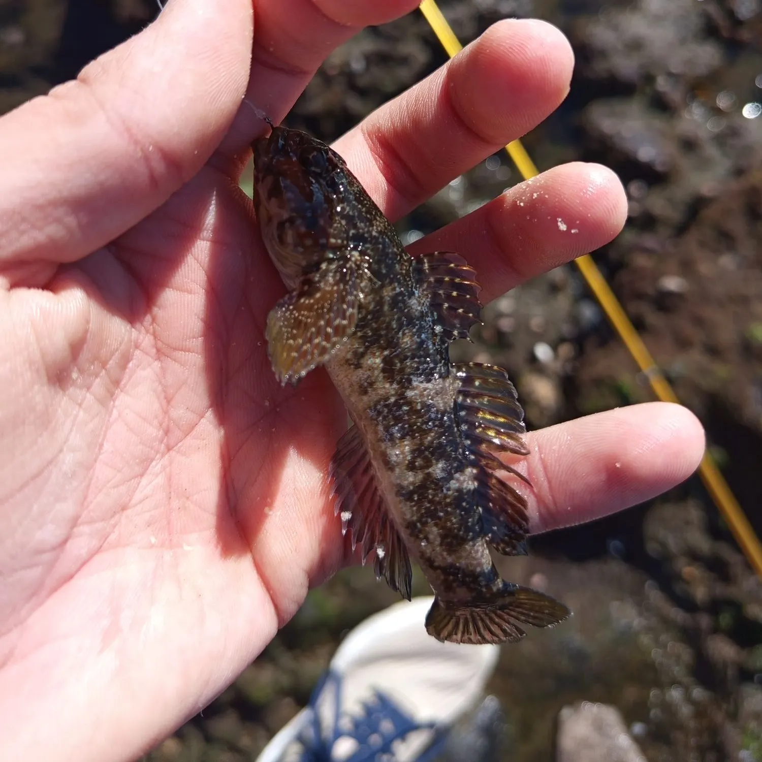 The most recent Black goby catches on Fishbrain