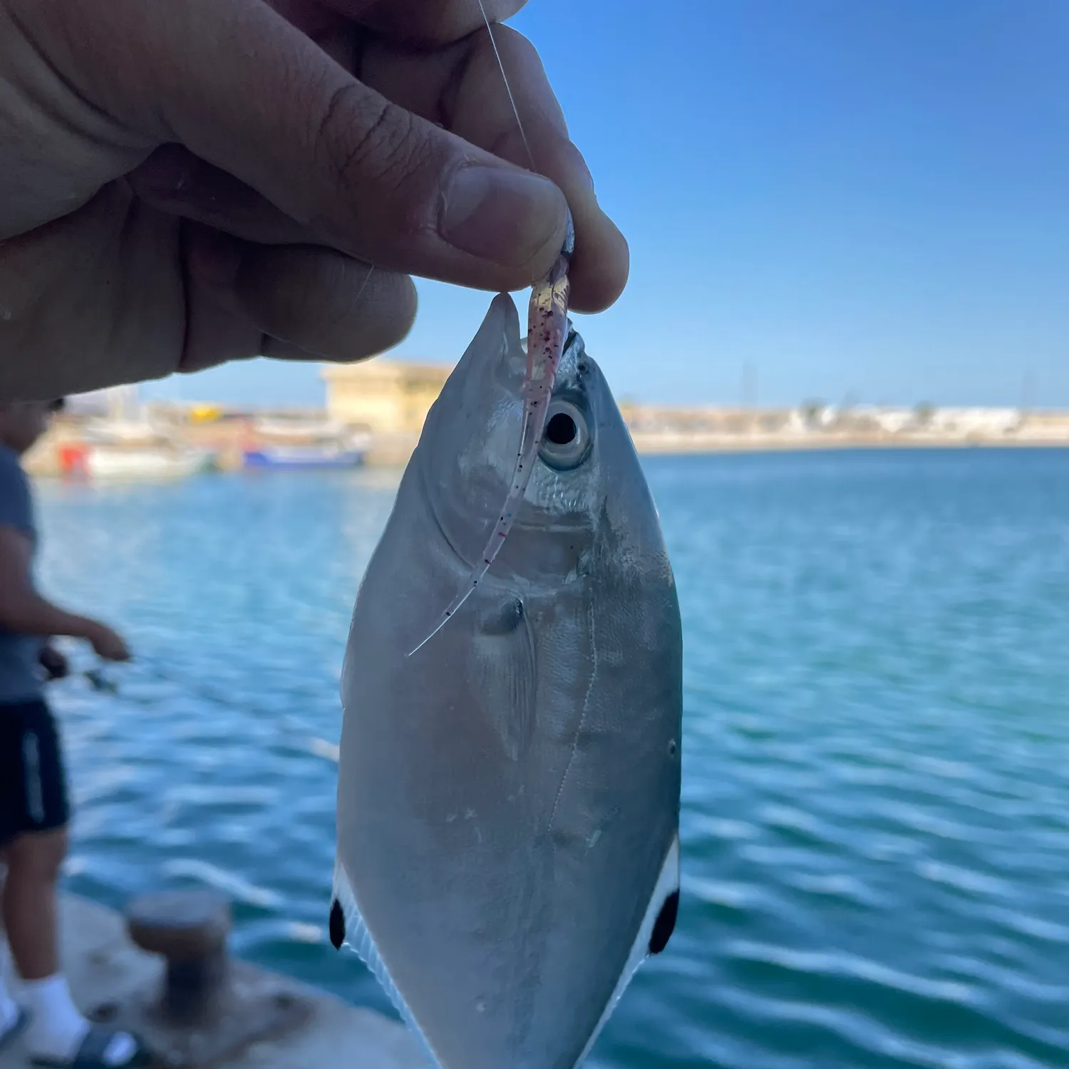 The most recent Derbio pompano catches on Fishbrain