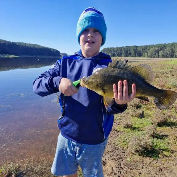 The most recent Golden perch catches on Fishbrain