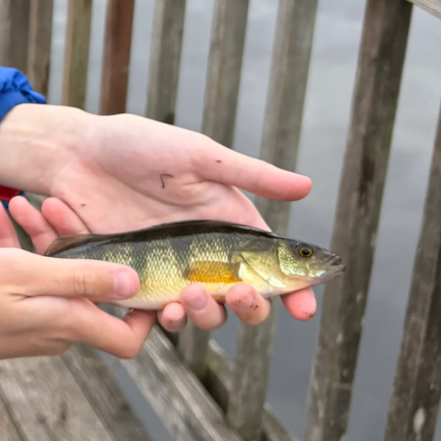 Yellow perch caught on Fishbrain