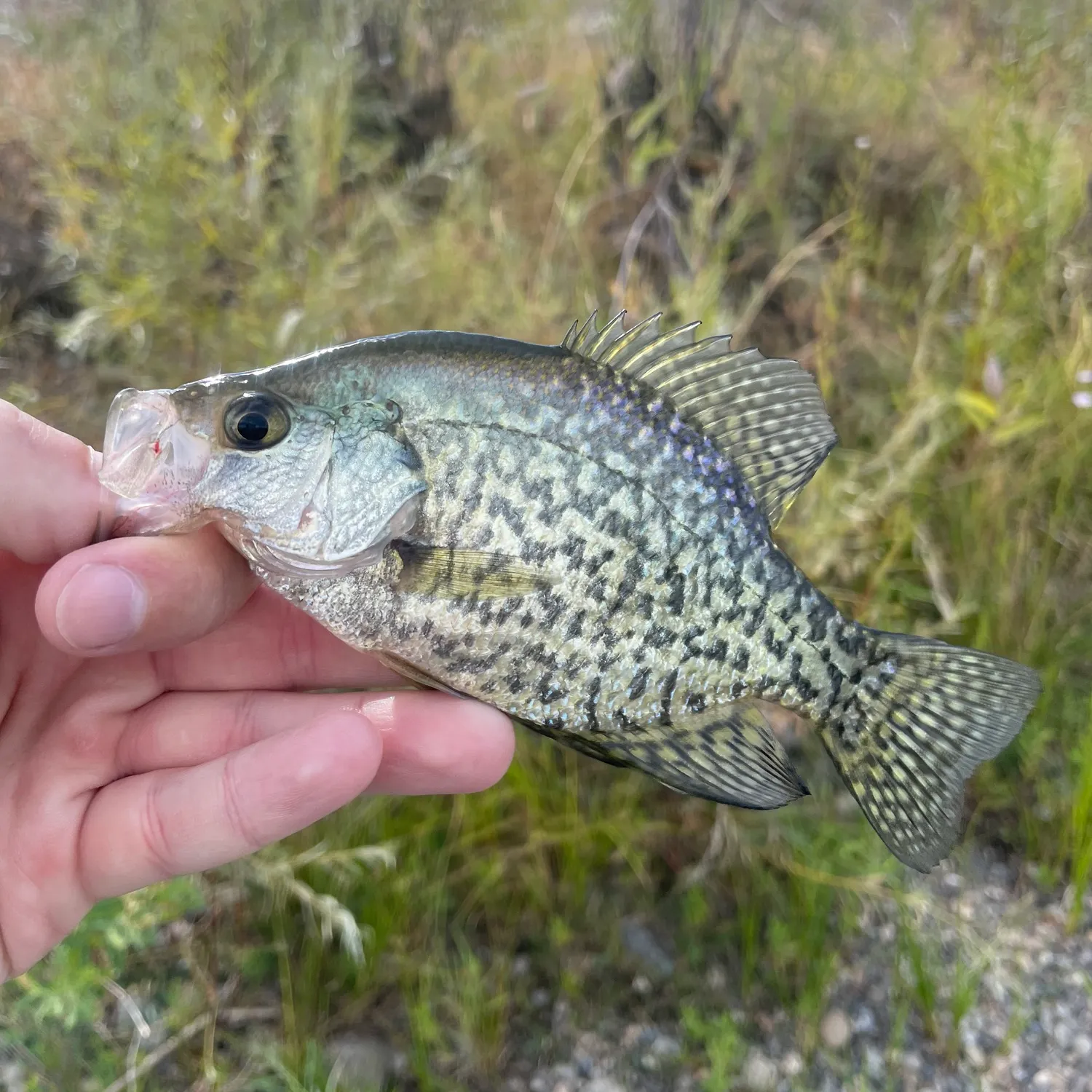 Black crappie caught on Fishbrain