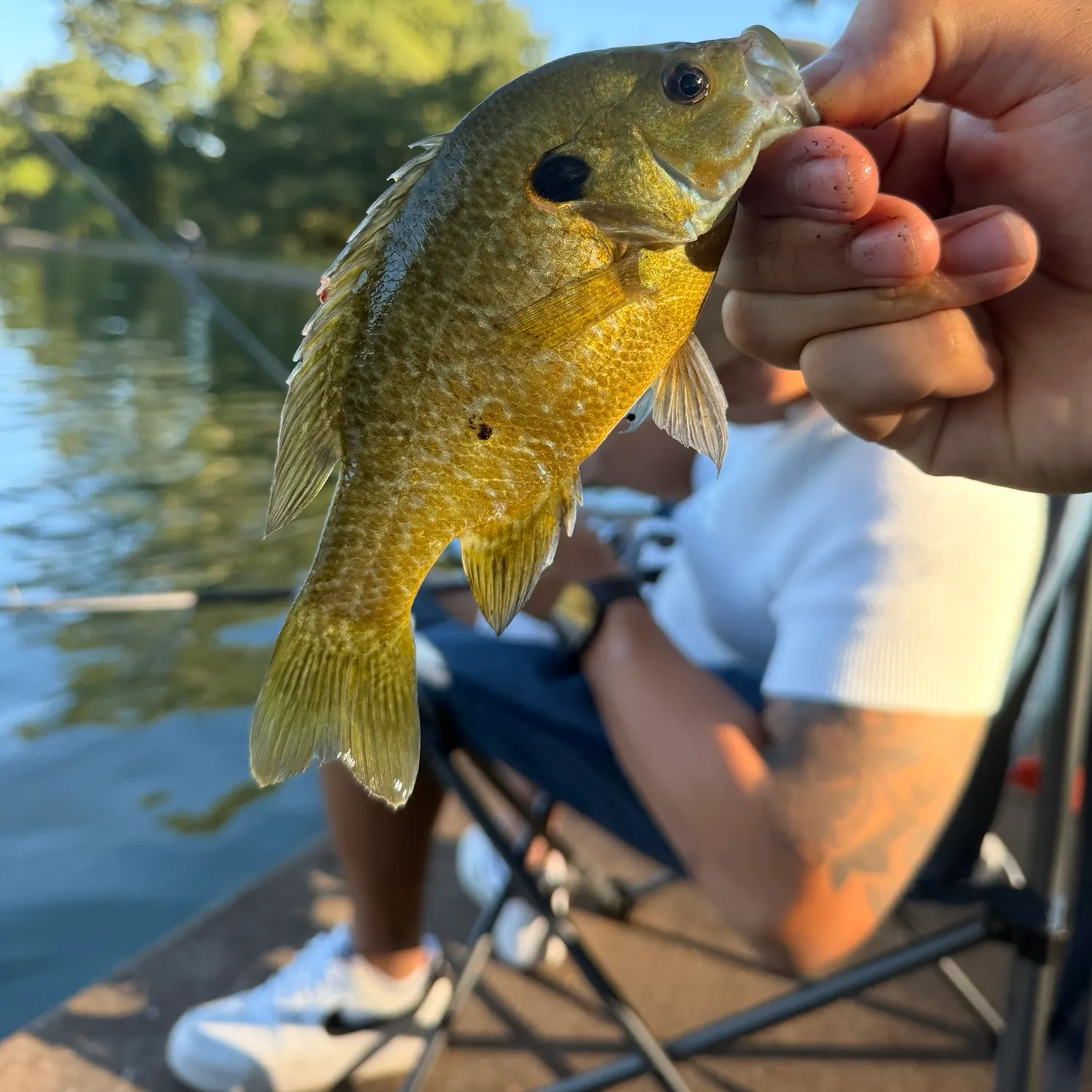 Bluegill caught on Fishbrain