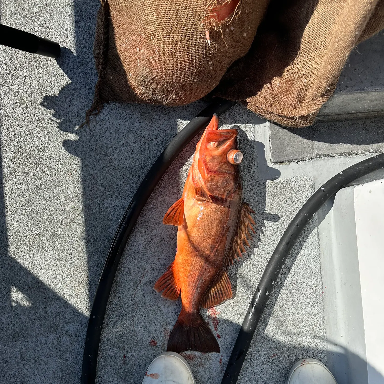 The most recent Bocaccio rockfish catches on Fishbrain
