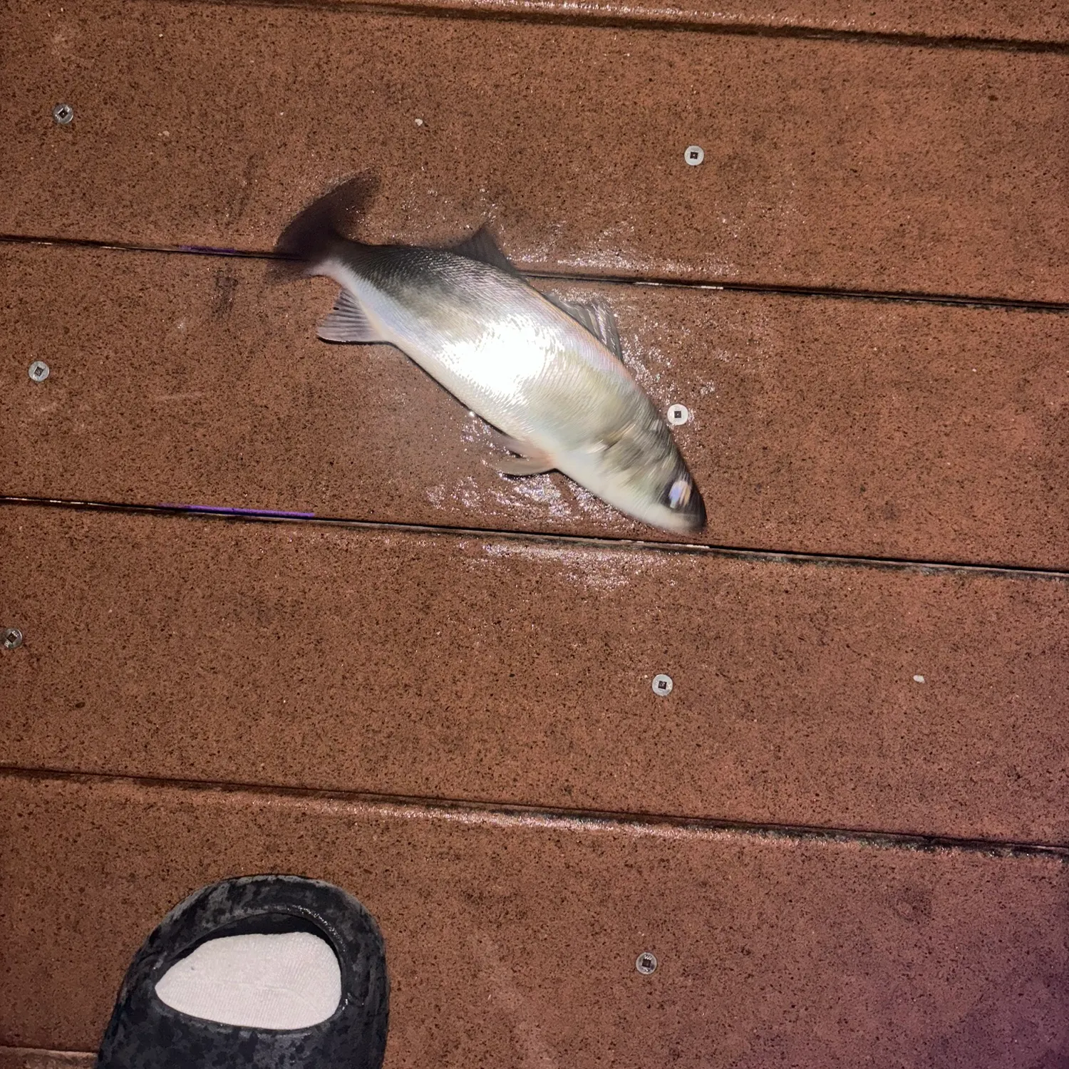 The most recent Stolzmann's weakfish catches on Fishbrain