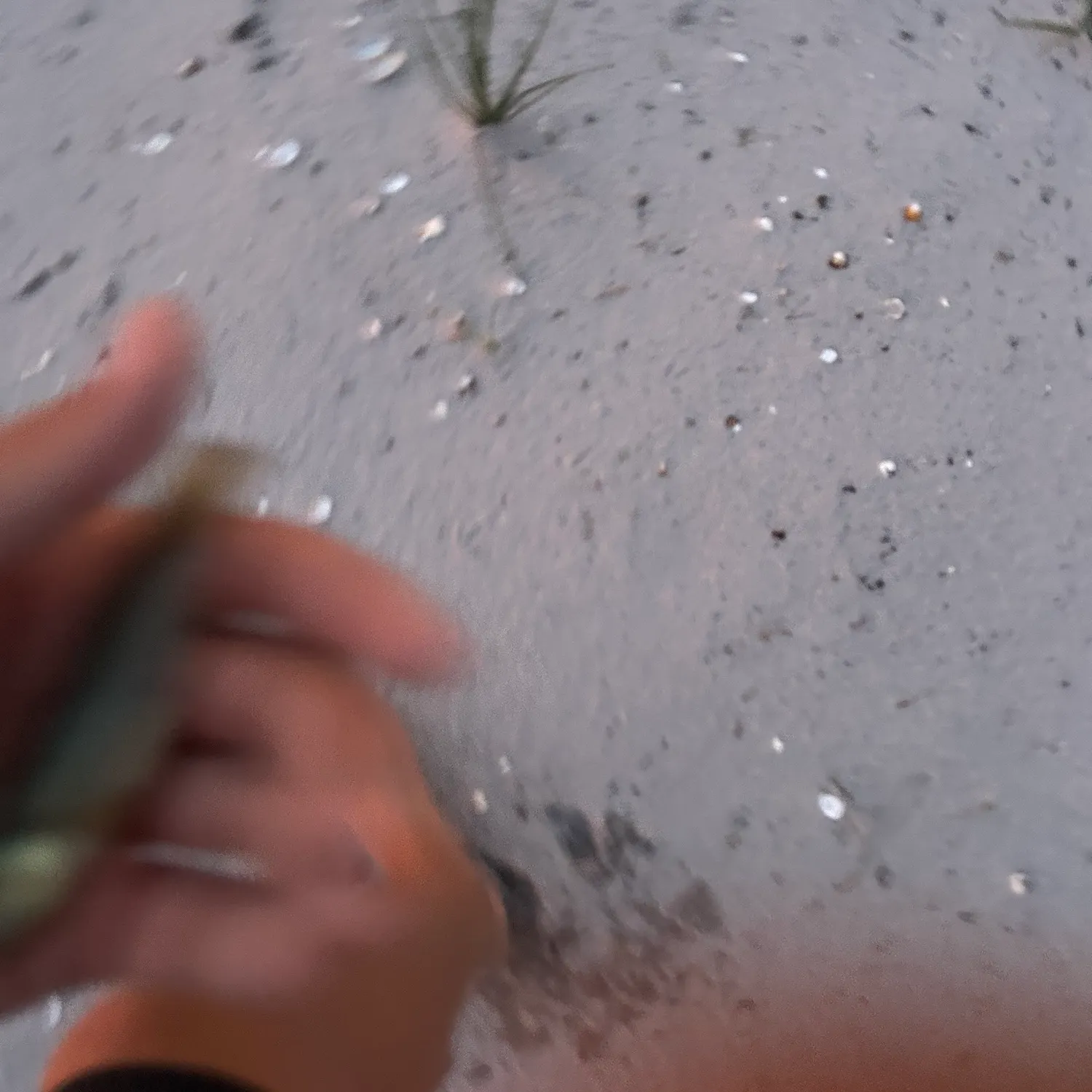 The most recent Seminole killifish catches on Fishbrain