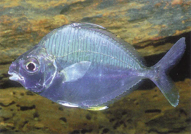 Common ponyfish