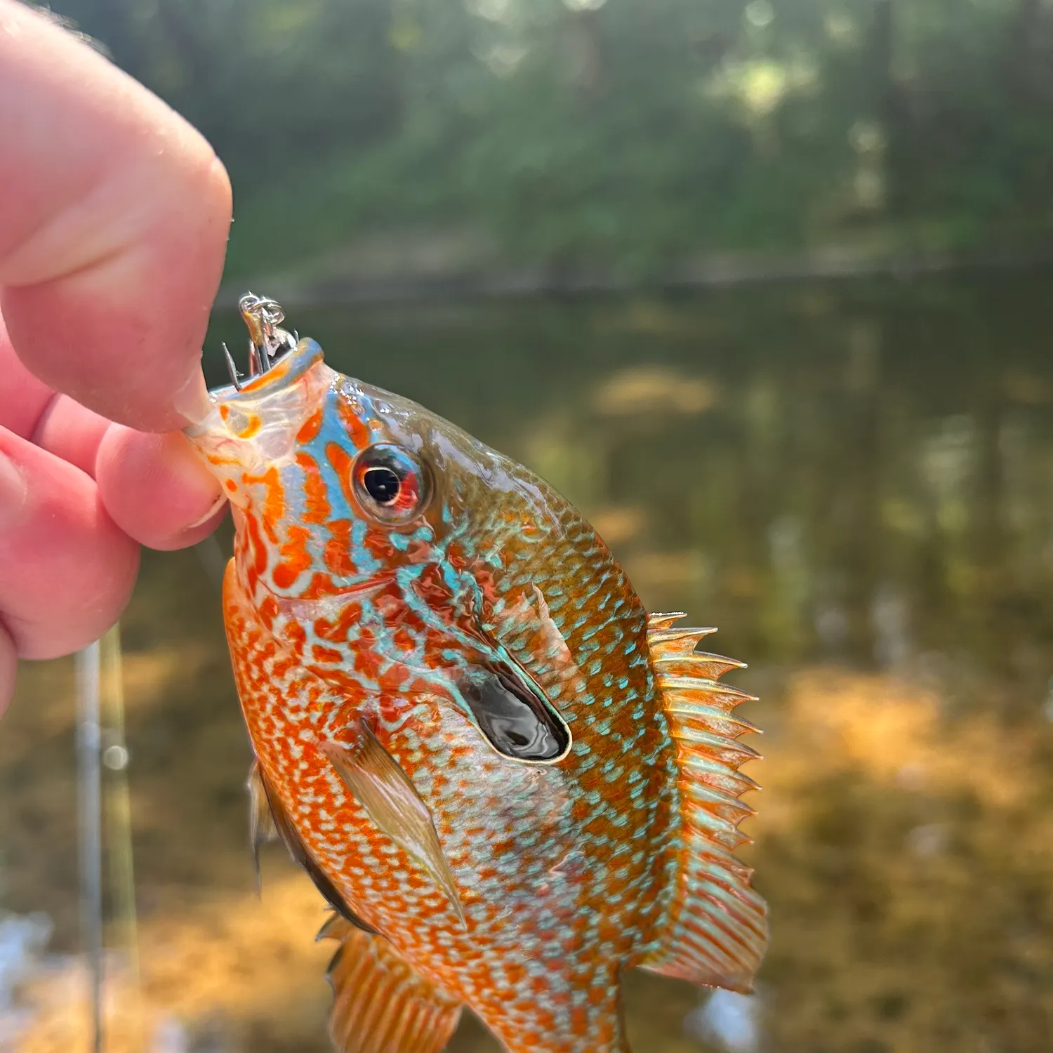 The most recent Longear sunfish catches on Fishbrain