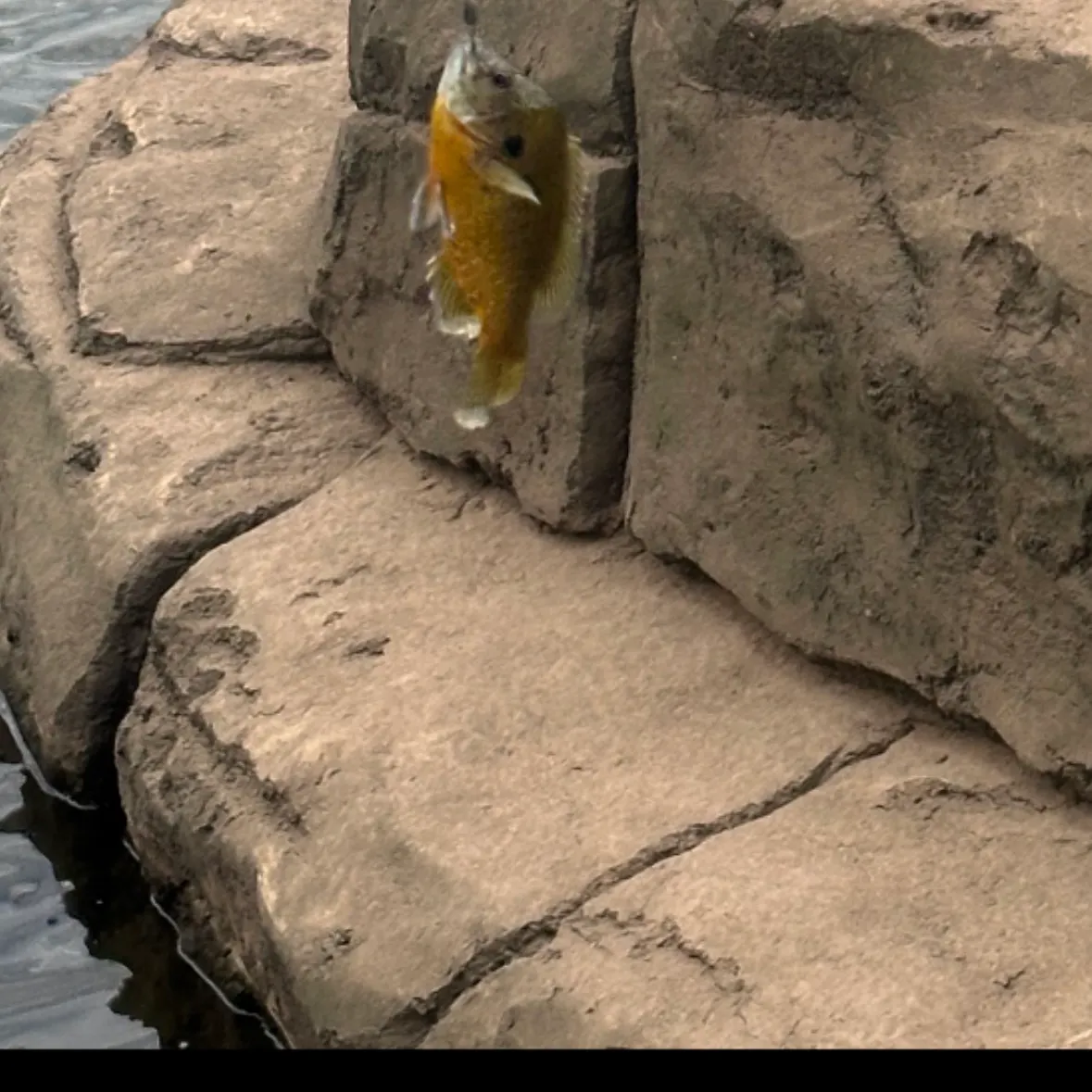 Redbreast sunfish caught on Fishbrain