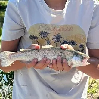 Rainbow trout caught on Fishbrain