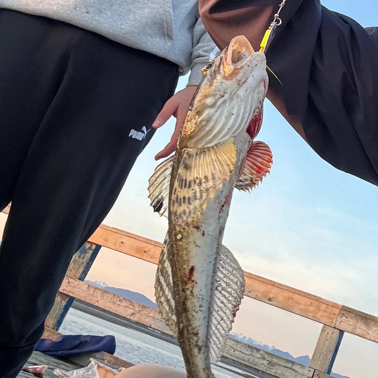 most liked catch image