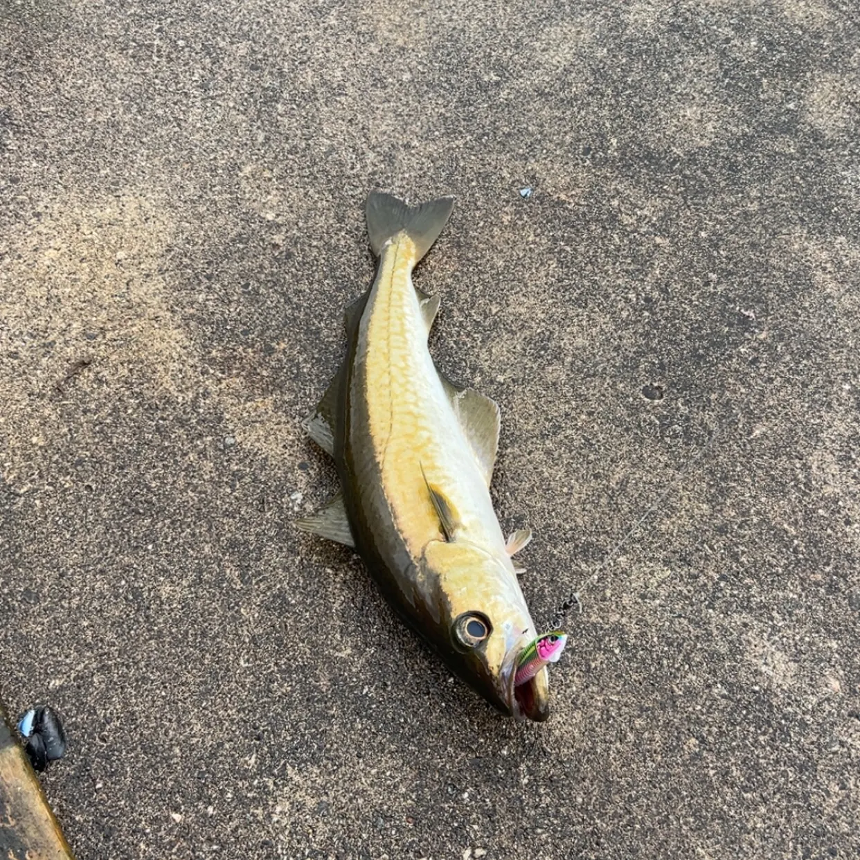 The most recent Pollack catches on Fishbrain
