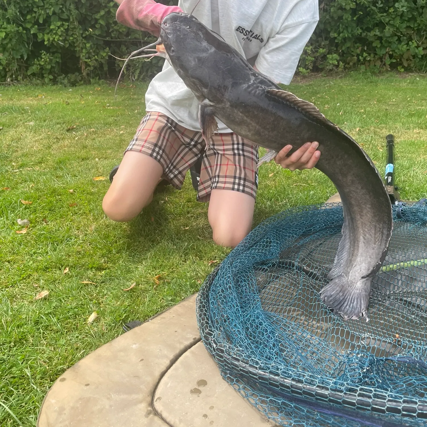 Wels catfish caught on Fishbrain
