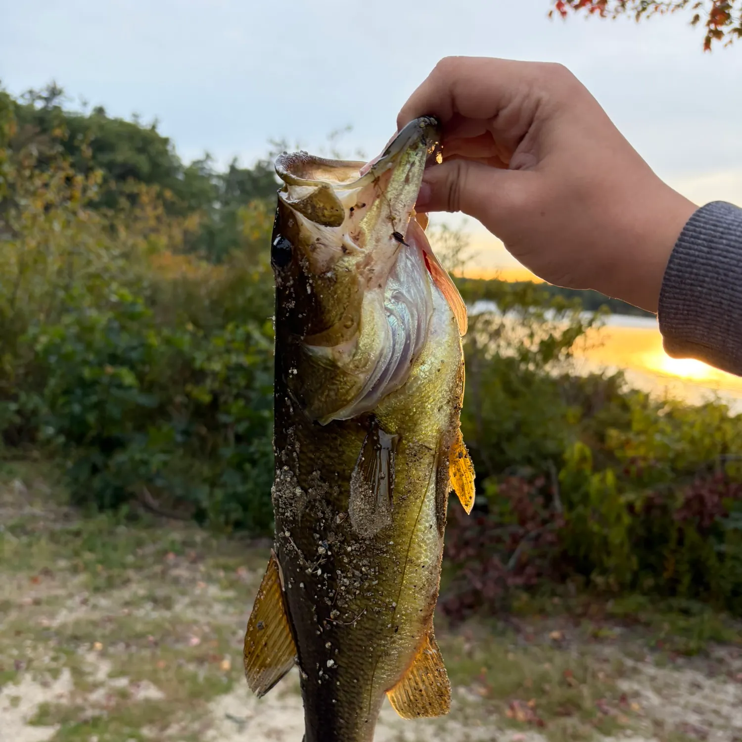 Largemouth bass caught on Fishbrain