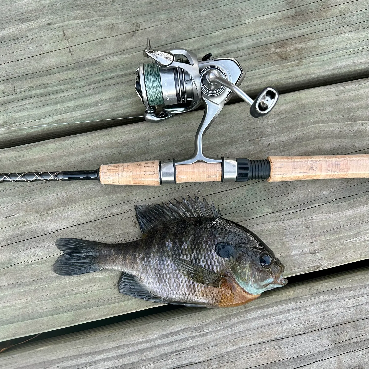 recently logged catches