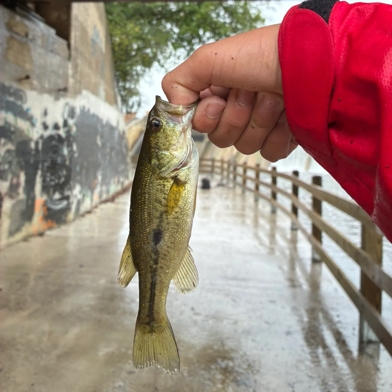 The most recent Meanmouth bass catches on Fishbrain