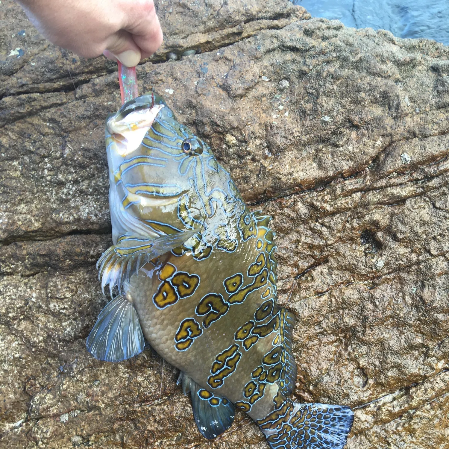 The most recent Giant hawkfish catches on Fishbrain