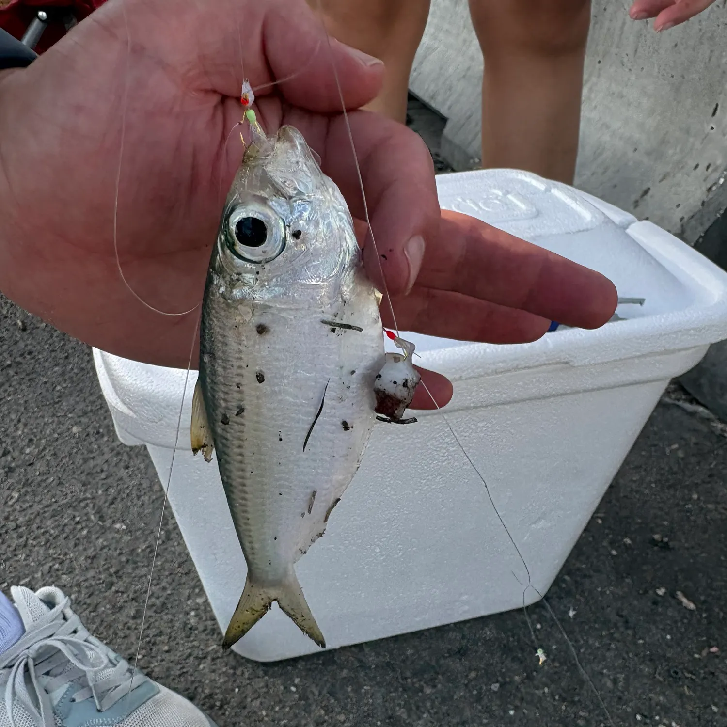 The most recent Atlantic herring catches on Fishbrain