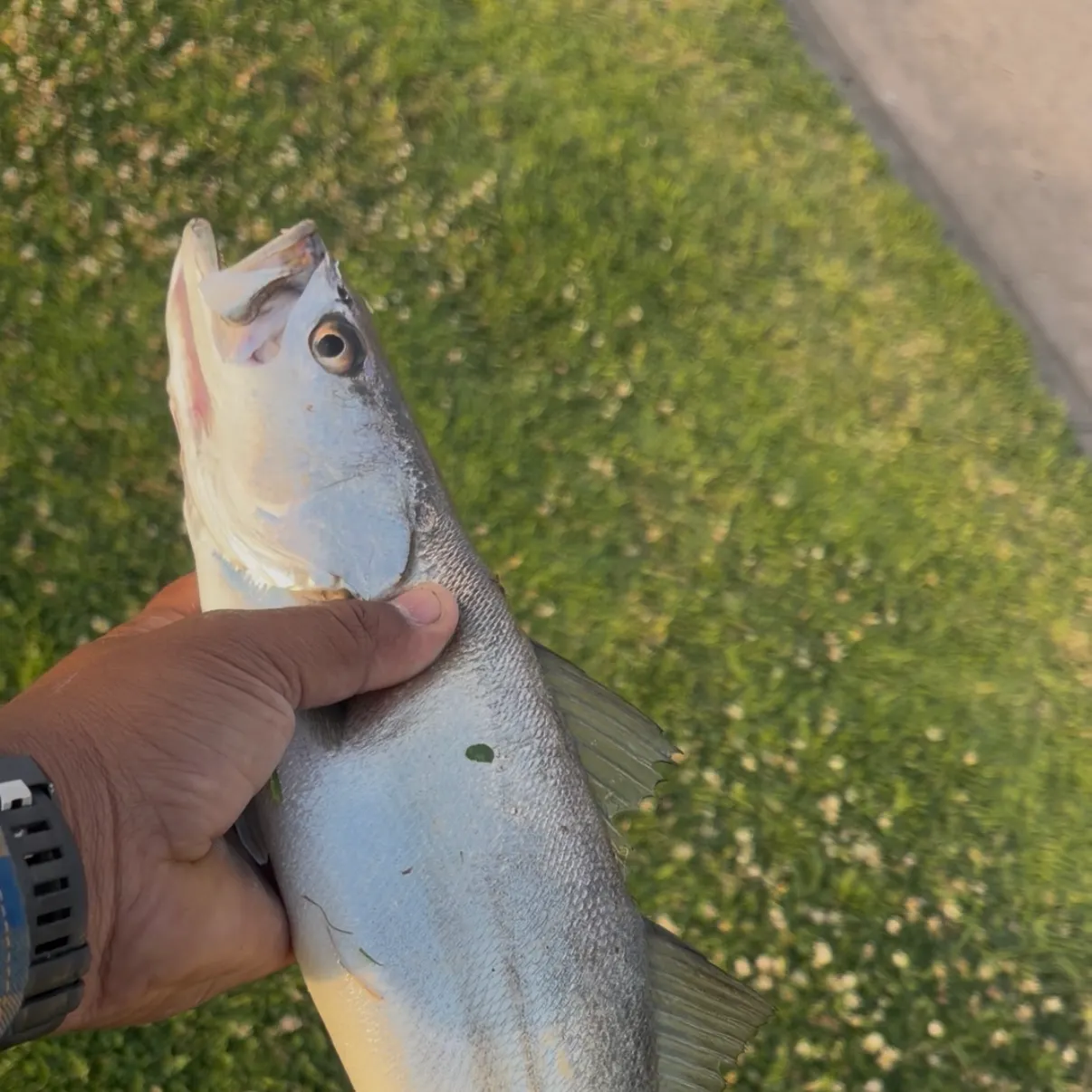 The most recent Shortfin corvina catches on Fishbrain