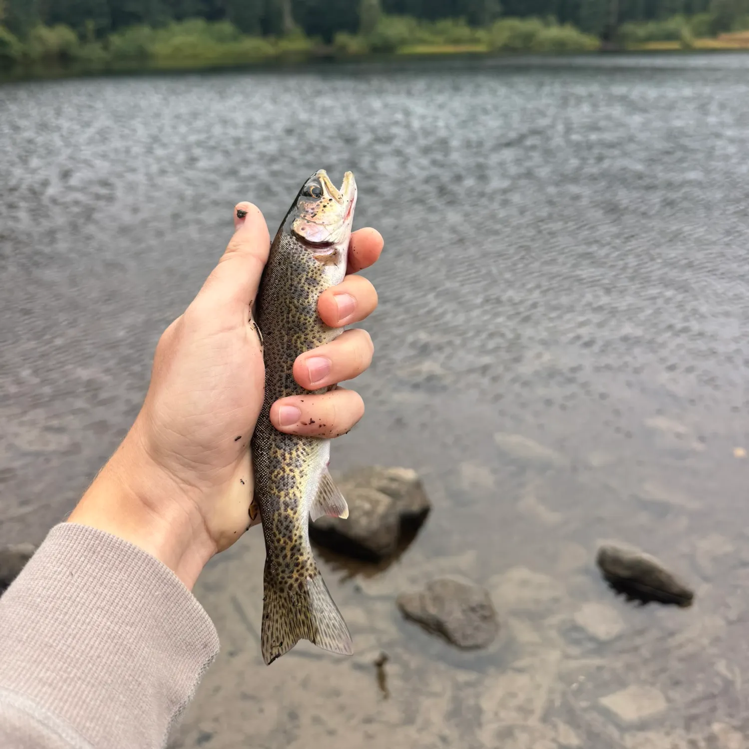 Rainbow trout caught on Fishbrain