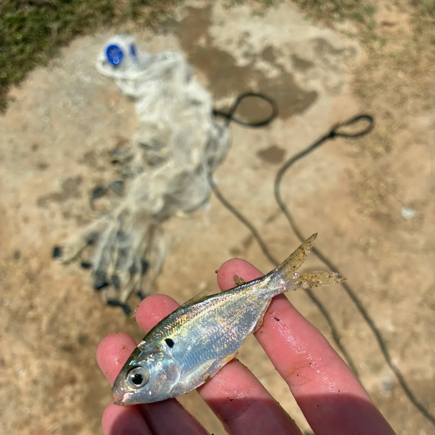 The most recent Threadfin shad catches on Fishbrain