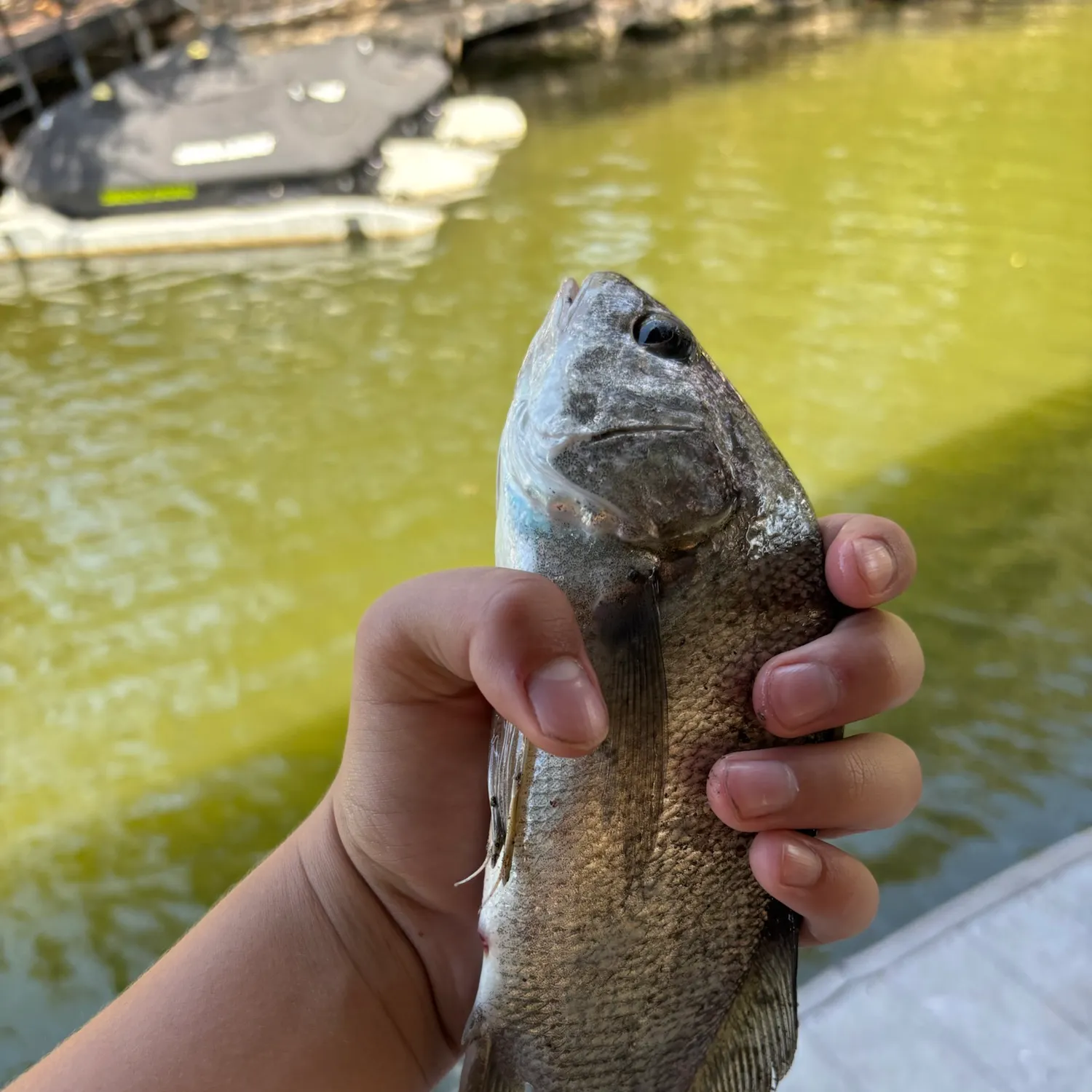 Freshwater drum caught on Fishbrain