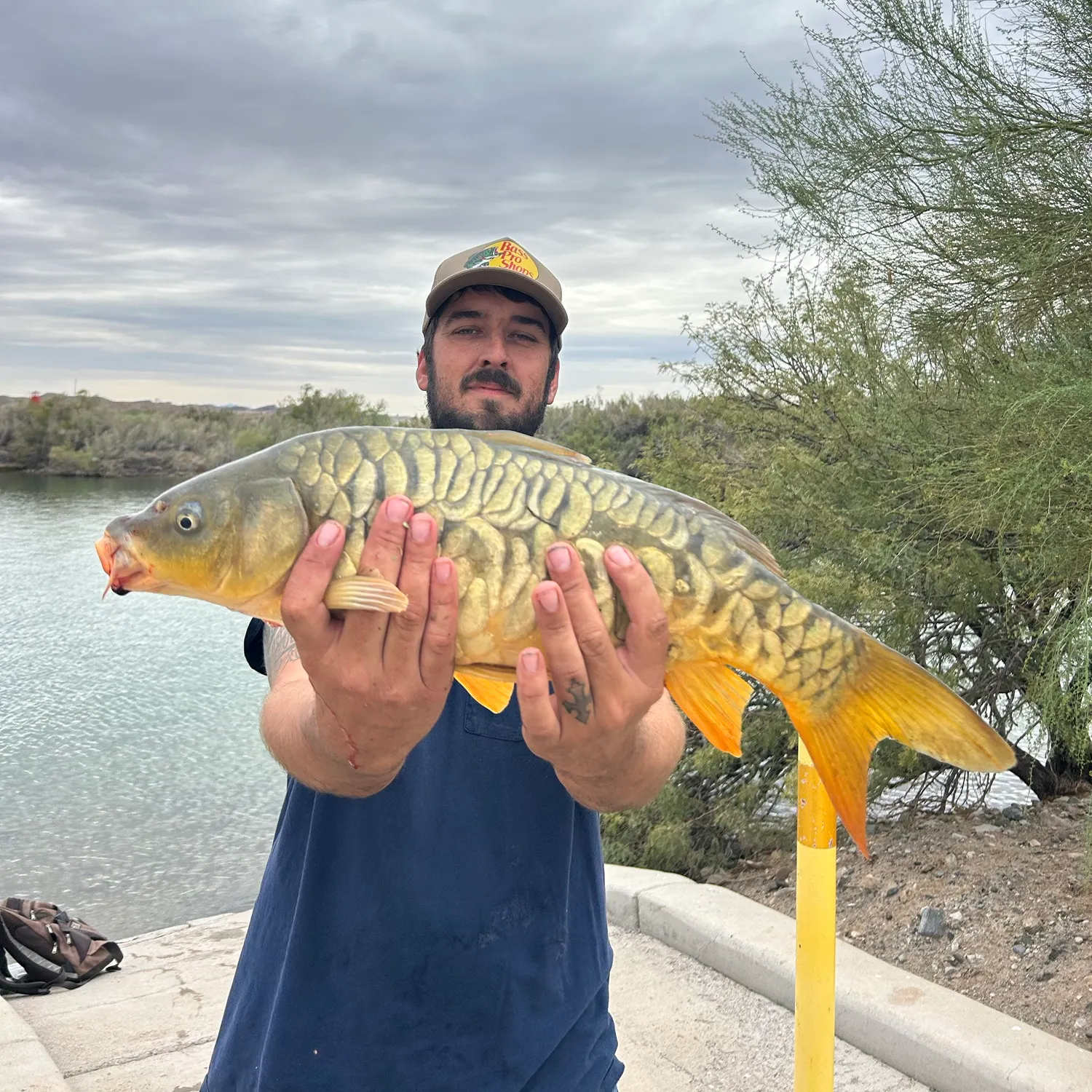 Mirror carp caught on Fishbrain
