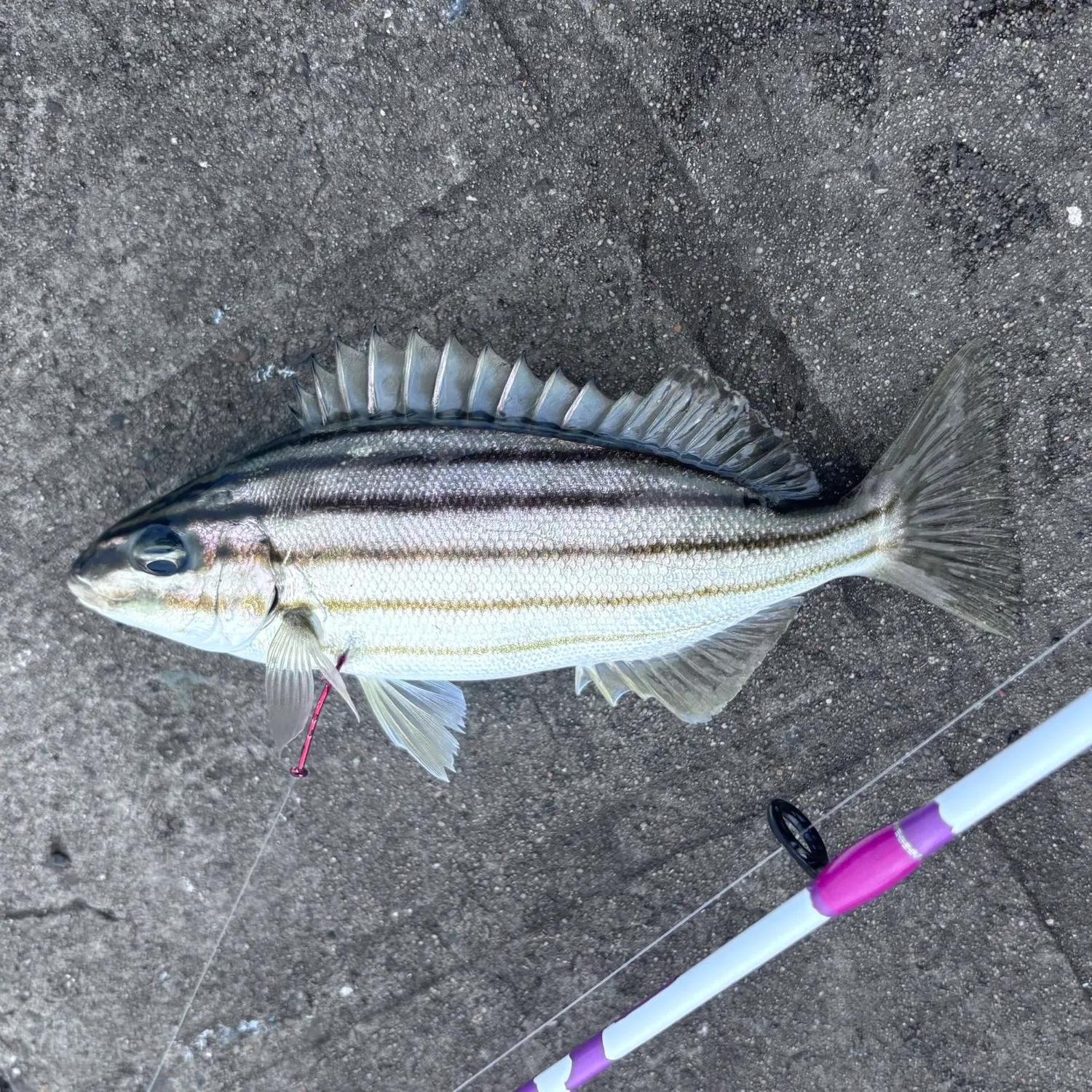 Four-lined Grunter caught on Fishbrain
