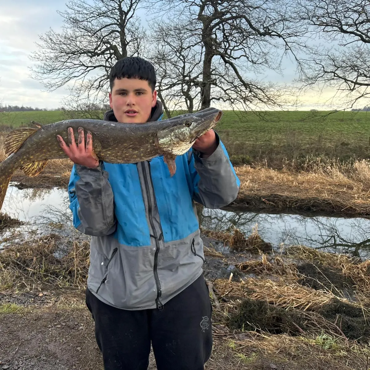 The most recent Northern pike catches on Fishbrain