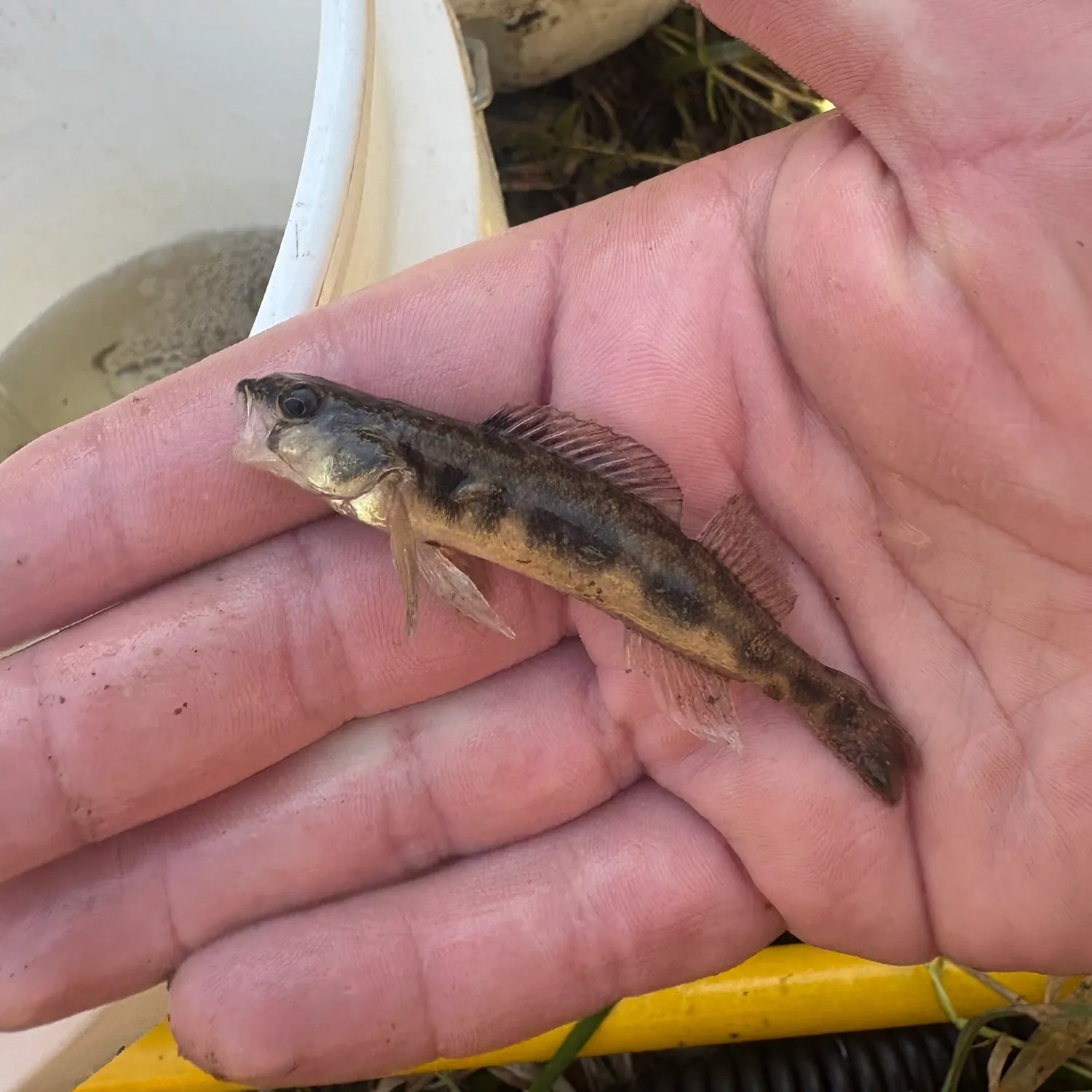 The most recent Blackside darter catches on Fishbrain