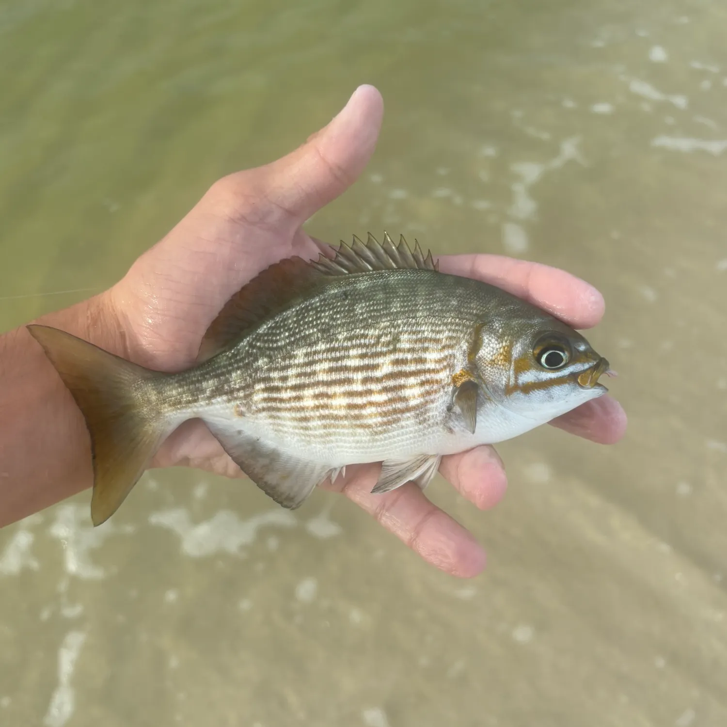 The most recent Brassy chub catches on Fishbrain