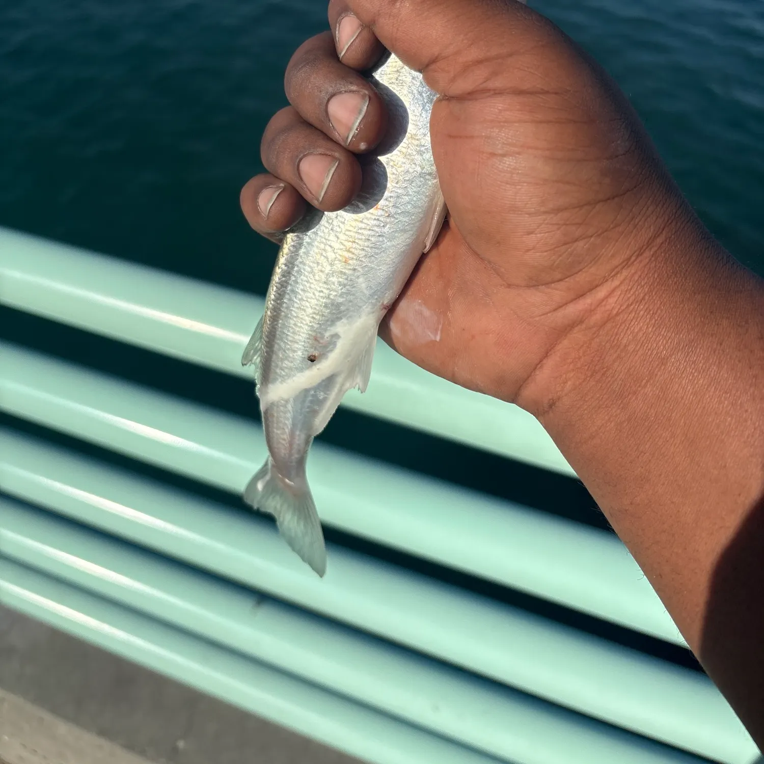 The most recent Whitebait smelt catches on Fishbrain