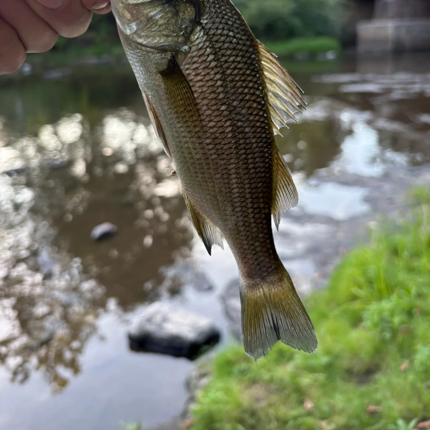 White perch caught on Fishbrain