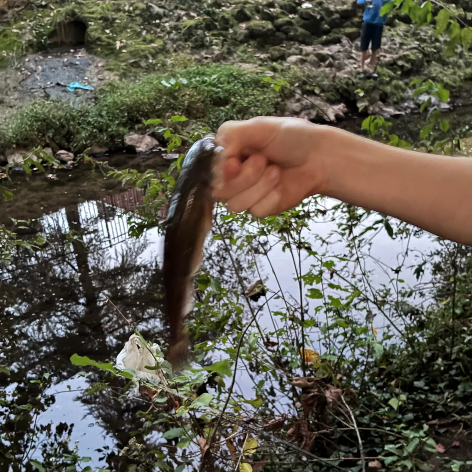 Creek chub caught on Fishbrain