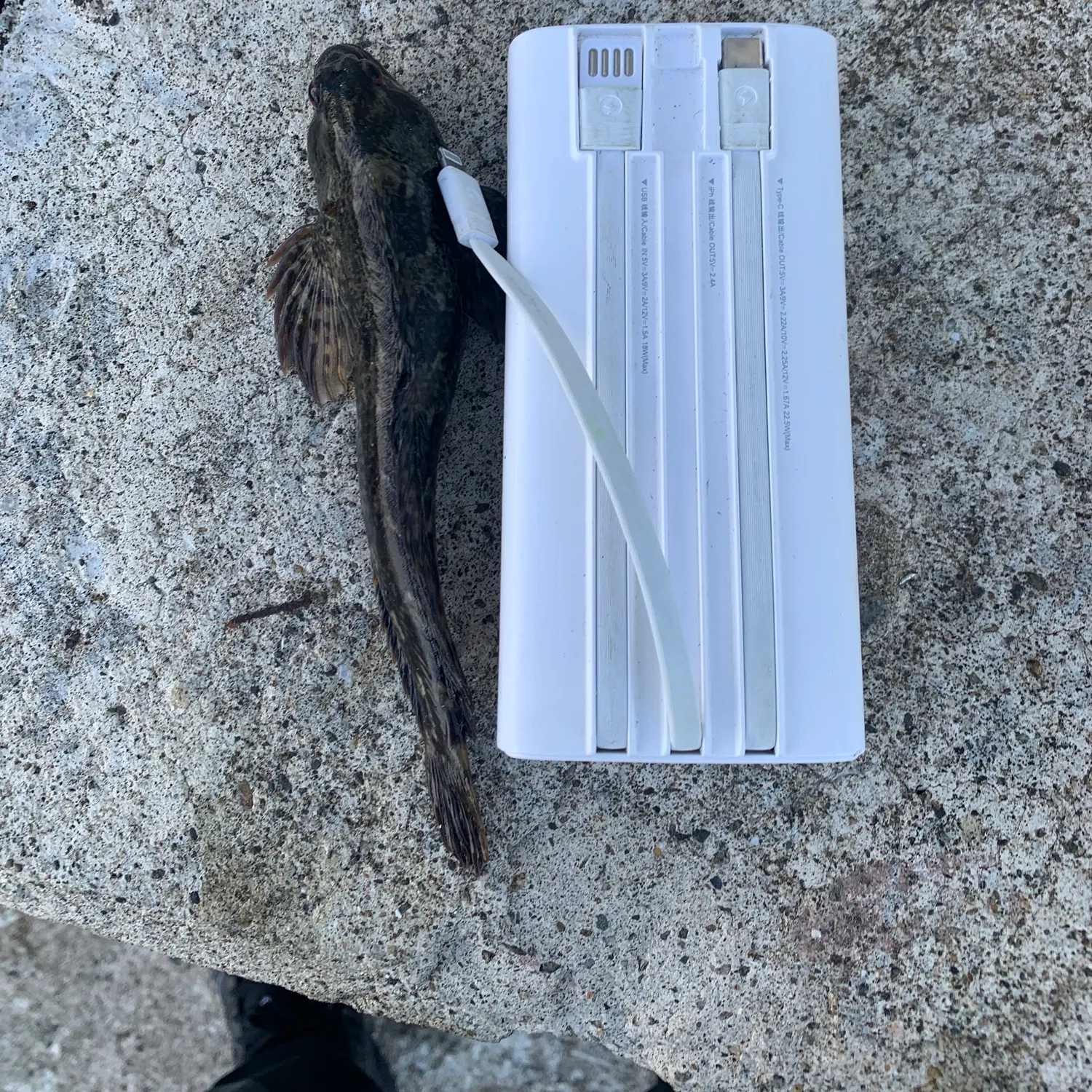 The most recent Tompot blenny catches on Fishbrain