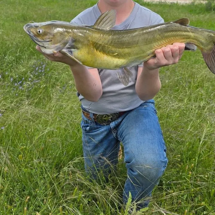 Channel catfish caught on Fishbrain