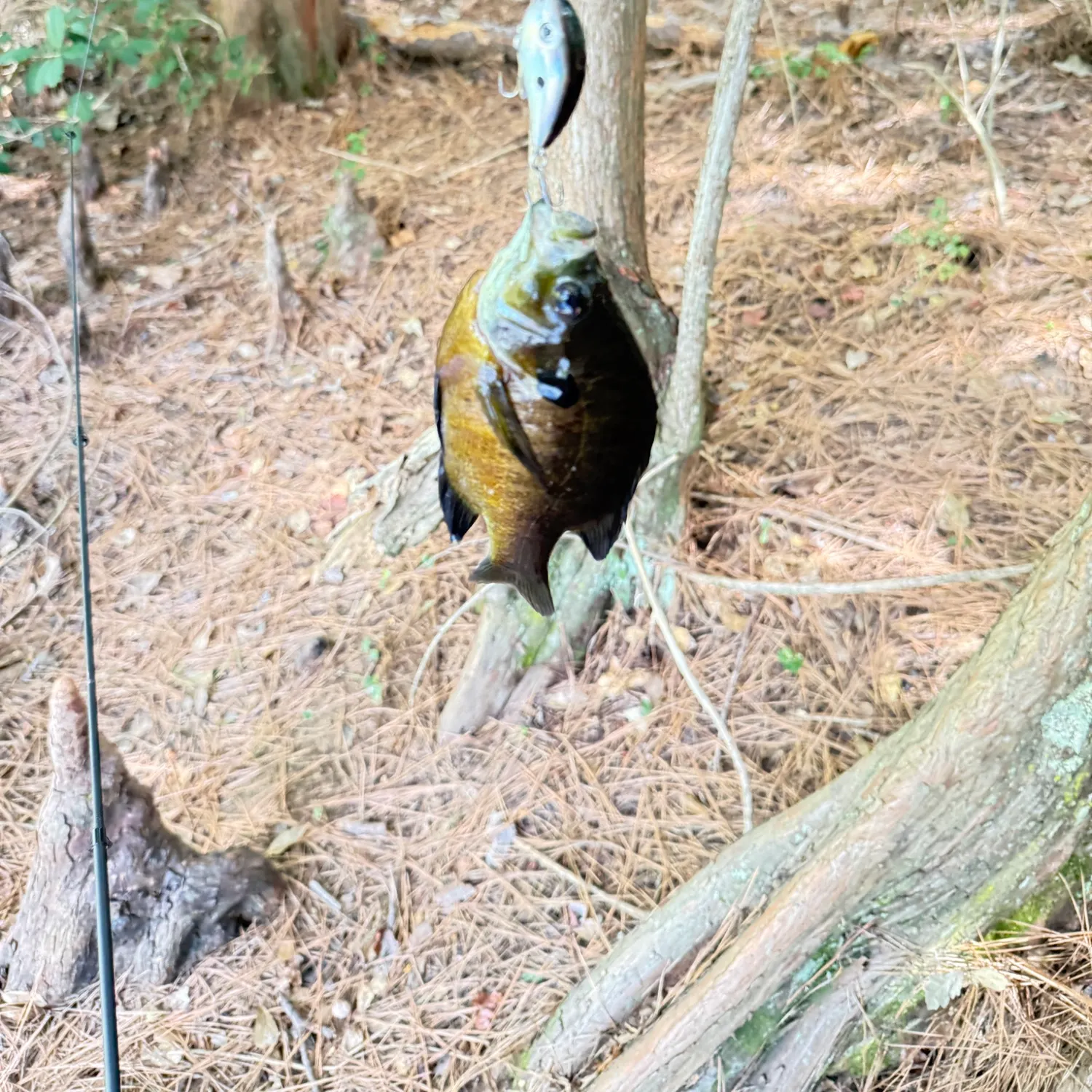 Bluegill caught on Fishbrain