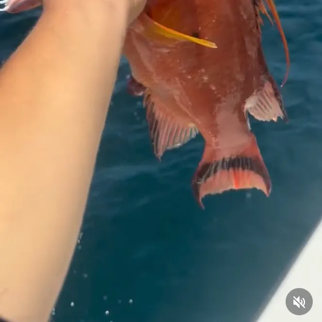The most recent Manybar goatfish catches on Fishbrain